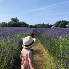Izlet u prirodu s djecom – miris avanture u poljima lavande