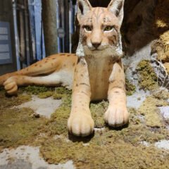 Centar Velike zvijeri – domaća avantura za klince i obitelj