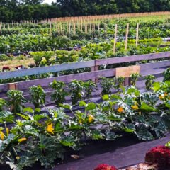 LabZab ekologija za djecu: pametna zabava raste na Grunteku!